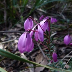 Tetratheca bauerifolia (Heath Pink-bells) at Boro - 22 Sep 2021 by Paul4K