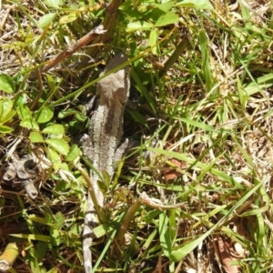 Amphibolurus muricatus at Carwoola, NSW - 25 Sep 2021