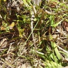 Amphibolurus muricatus at Carwoola, NSW - 25 Sep 2021