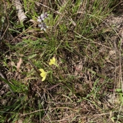 Diuris chryseopsis (Golden Moth) at Hall, ACT - 23 Sep 2021 by Rosie