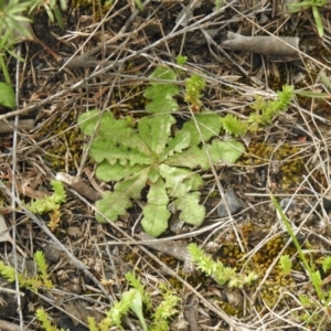 Hypochaeris radicata at Carwoola, NSW - suppressed