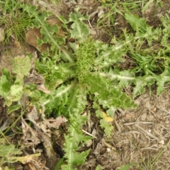 Sonchus asper (Prickly Sowthistle) at Carwoola, NSW - 25 Sep 2021 by Liam.m