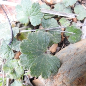 Hydrocotyle laxiflora at Carwoola, NSW - 25 Sep 2021