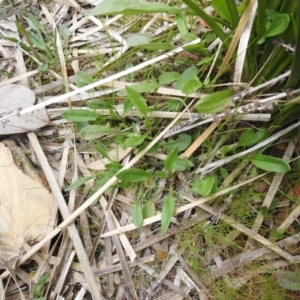 Rumex acetosella at Carwoola, NSW - suppressed