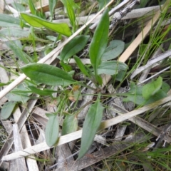 Rumex acetosella at Carwoola, NSW - suppressed