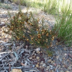 Daviesia acicularis (Sandplain Bitterpea) at Boro - 22 Sep 2021 by Paul4K