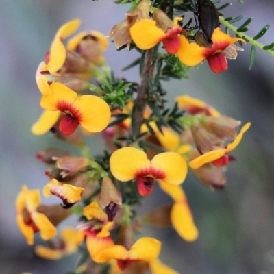 Unidentified Pea at Chiltern, VIC - 24 Sep 2021 by Kyliegw