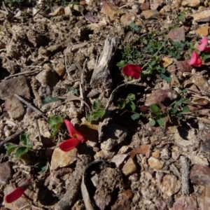 Kennedia prostrata at Boro, NSW - suppressed