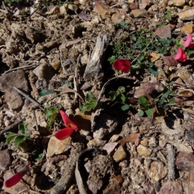 Kennedia prostrata (Running Postman) at Boro, NSW - 23 Sep 2021 by Paul4K