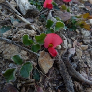 Kennedia prostrata at Boro, NSW - suppressed