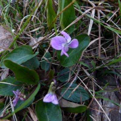Viola betonicifolia (Mountain Violet) at Boro - 23 Sep 2021 by Paul4K