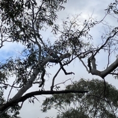 Callocephalon fimbriatum (Gang-gang Cockatoo) at Bruce, ACT - 25 Sep 2021 by JVR