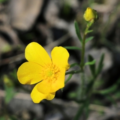 Ranunculus sp. (Buttercup) at Chiltern, VIC - 25 Sep 2021 by KylieWaldon