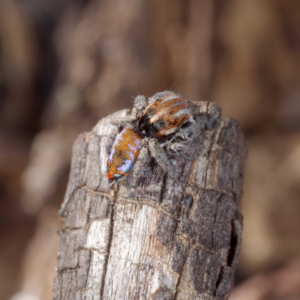 Maratus calcitrans at Forde, ACT - suppressed