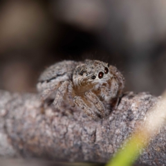 Maratus calcitrans at Forde, ACT - suppressed