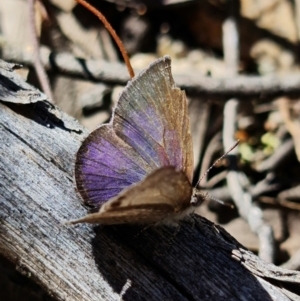 Erina hyacinthina at Denman Prospect, ACT - 25 Sep 2021