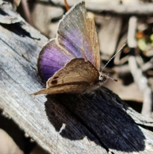 Erina hyacinthina at Denman Prospect, ACT - 25 Sep 2021