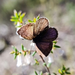 Erina hyacinthina at Denman Prospect, ACT - 25 Sep 2021