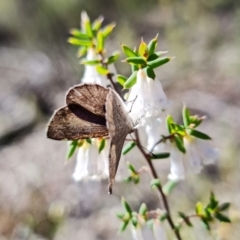 Erina hyacinthina at Denman Prospect, ACT - 25 Sep 2021