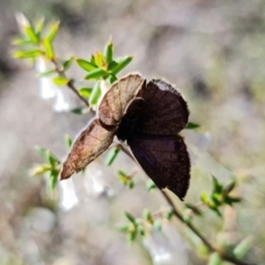 Erina hyacinthina at Denman Prospect, ACT - 25 Sep 2021