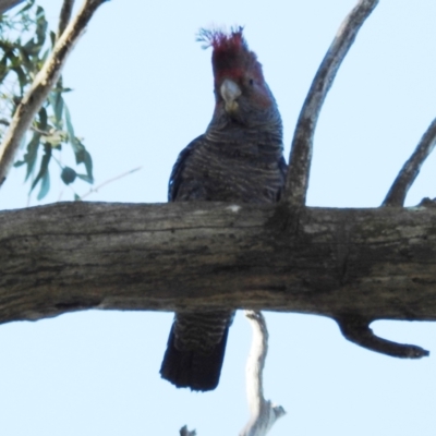 Callocephalon fimbriatum (Gang-gang Cockatoo) at Kambah, ACT - 24 Sep 2021 by HelenCross