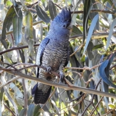 Callocephalon fimbriatum at Kambah, ACT - suppressed