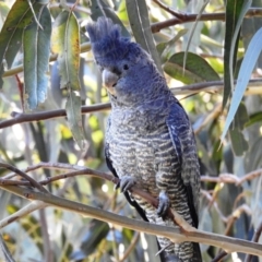 Callocephalon fimbriatum at Kambah, ACT - suppressed