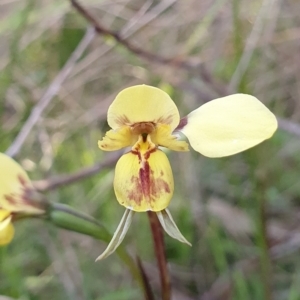 Diuris sp. (hybrid) at Denman Prospect, ACT - suppressed