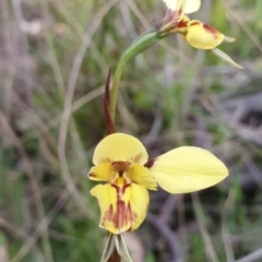 Diuris sp. (hybrid) at Denman Prospect, ACT - suppressed