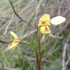 Diuris sp. (hybrid) at Denman Prospect, ACT - suppressed