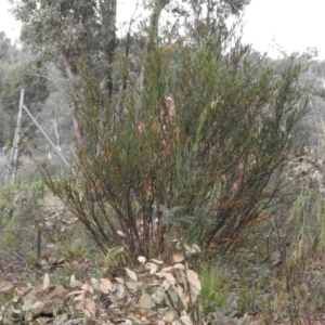 Daviesia mimosoides at Carwoola, NSW - suppressed