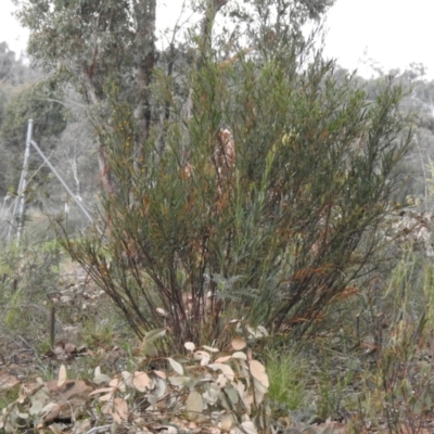 Daviesia mimosoides (Bitter Pea) at Carwoola, NSW - 25 Sep 2021 by Liam.m