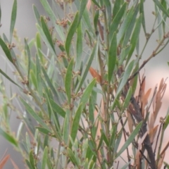 Daviesia mimosoides at Carwoola, NSW - suppressed