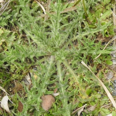 Cirsium vulgare (Spear Thistle) at Carwoola, NSW - 25 Sep 2021 by Liam.m