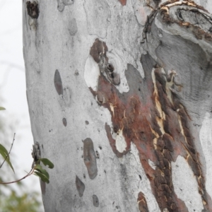 Eucalyptus mannifera at Carwoola, NSW - 25 Sep 2021