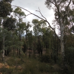Eucalyptus macrorhyncha (Red Stringybark) at Carwoola, NSW - 25 Sep 2021 by Liam.m