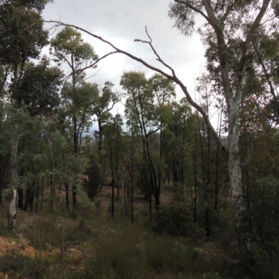 Eucalyptus macrorhyncha (Red Stringybark) at Carwoola, NSW - 25 Sep 2021 by Liam.m