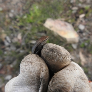 Lampropholis guichenoti at Carwoola, NSW - 25 Sep 2021