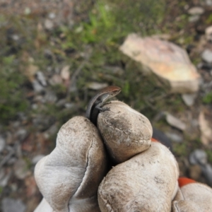 Lampropholis guichenoti at Carwoola, NSW - 25 Sep 2021