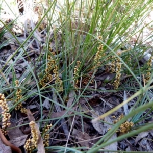 Lomandra glauca at Boro, NSW - suppressed