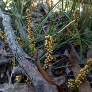 Lomandra glauca at Boro, NSW - suppressed