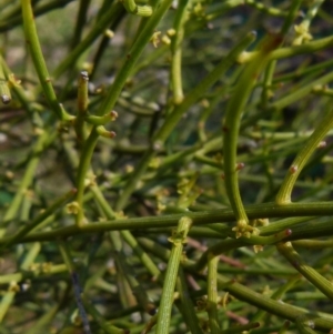 Omphacomeria acerba at Boro, NSW - suppressed