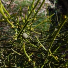 Omphacomeria acerba at Boro, NSW - 23 Sep 2021