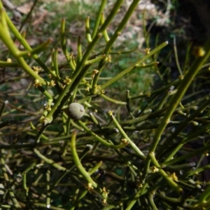 Omphacomeria acerba at Boro, NSW - 23 Sep 2021