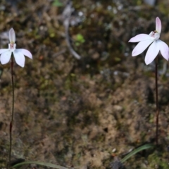 Caladenia carnea (Pink Fingers) at Chiltern, VIC - 25 Sep 2021 by Kyliegw