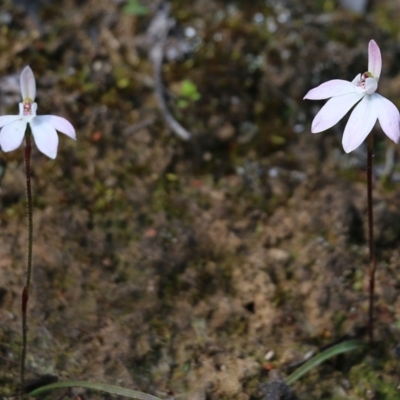 Caladenia carnea (Pink Fingers) at Chiltern, VIC - 25 Sep 2021 by Kyliegw