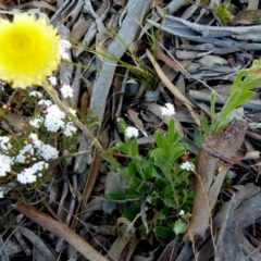 Coronidium scorpioides (Button Everlasting) at Boro, NSW - 23 Sep 2021 by Paul4K