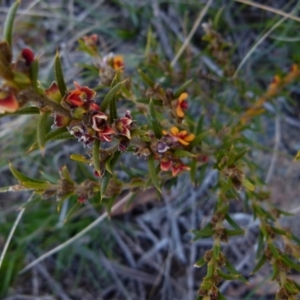 Mirbelia pungens at Borough, NSW - suppressed