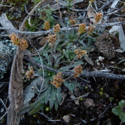 Plantago hispida (Hairy Plantain) at Boro, NSW - 23 Sep 2021 by Paul4K