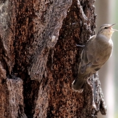 Climacteris picumnus victoriae (Brown Treecreeper) at Chiltern, VIC - 25 Sep 2021 by KylieWaldon